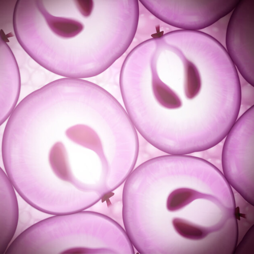 emerginc scientific organics grape stem cells 