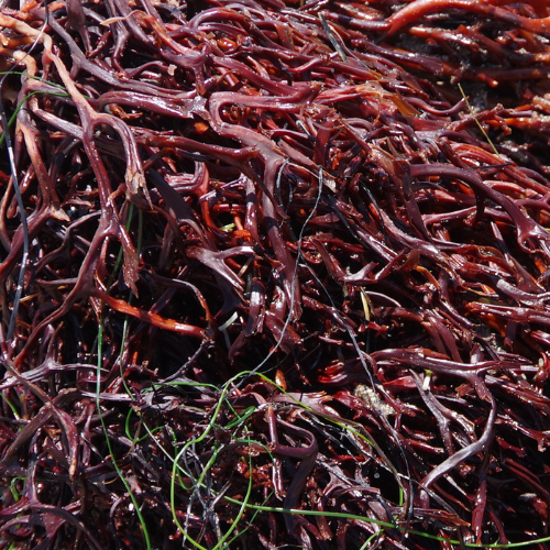 emerginC Australia Blog Astaxanthin in Skincare