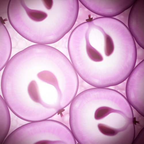 Grape Stem Cells