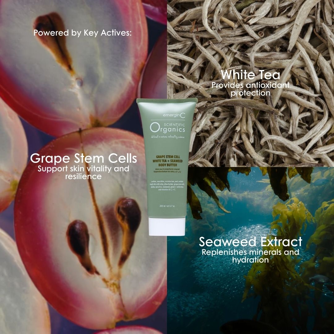 Key actives in Scientific Organics Body Butter: grape stem cells, white tea and seaweed extract.